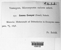 Melampsora epitea image